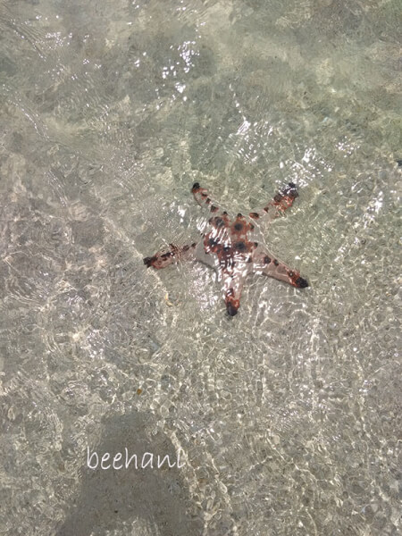belitung-bintang laut pulau pasir